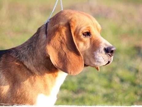 A réserver : une chienne Beagle LOF (5 ans)