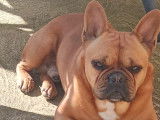 Bouledogue Français pour saillie