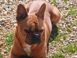 Bouledogue Français pour saillie