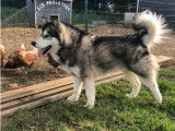 Propose étalon Malamute d'Alaska pour saillie