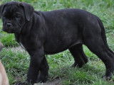 Chiot Cane Corso LOF haute lign&eacute;e