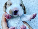 A vendre adorables chiots Beagle LOF