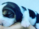 A vendre adorables chiots Beagle LOF