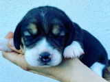A vendre adorables chiots Beagle LOF