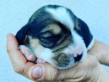 A vendre adorables chiots Beagle LOF