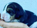A vendre adorables chiots Beagle LOF