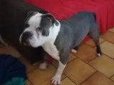 American Bully ABKC pour saillie