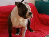 American Bully ABKC pour saillie
