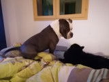 American Bully ABKC pour saillie