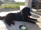 Propose Novi, Flat Coated Retriever pour saillie