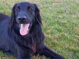 Propose Novi, Flat Coated Retriever pour saillie