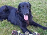 Propose Novi, Flat Coated Retriever pour saillie