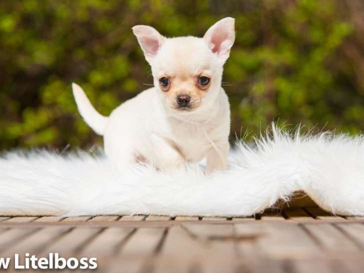 A réserver : un mâle Chihuahua/ couleur crème/ poils courts LOF