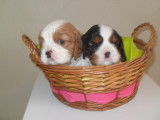 Cavalier King Charles LOF pour saillie