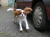 Cavalier King Charles LOF pour saillie