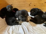 8 chiots Bergers Allemands &agrave; vendre (4 Femelles & 4 M&acirc;les)
