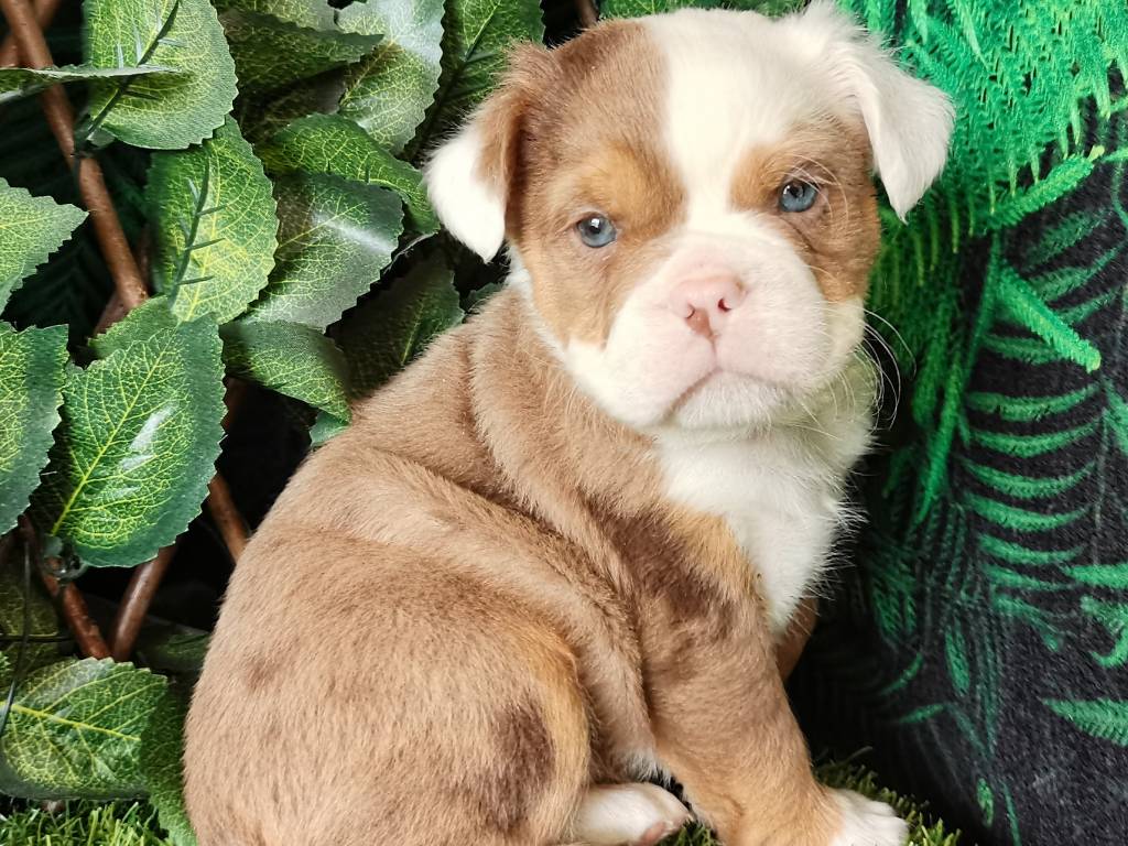 Sandy, chiot Old English Bulldog à vendre Petite Annonce chien