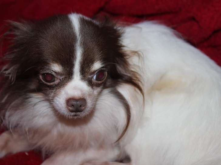 Magnifique Chihuahua chocolat et blanc de petit gabarit à vendre
