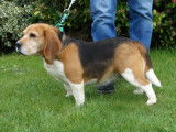 Beagle femelle stérilisée, LOF à vendre
