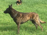Berger hollandais de 4 ans disponible pour saillie