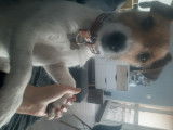 De race Parson Russell Terrier disponible pour saillie