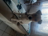 De race Parson Russell Terrier disponible pour saillie
