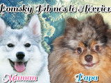 Chiots pomsky F1b de couleurs rares à vendre