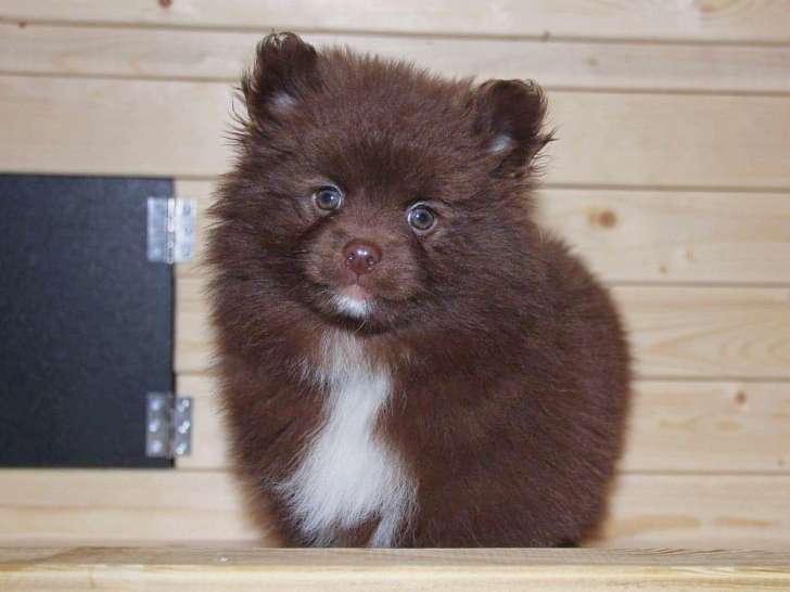 Chiots pomsky F1b de couleurs rares à vendre