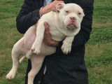American bully disponible petit prix