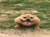 American bully disponible petit prix