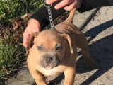 American bully disponible petit prix