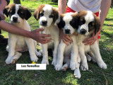 Chiots Saint-Bernard non LOF à vendre
