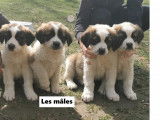 Chiots Saint-Bernard non LOF à vendre