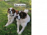 Chiots Saint-Bernard non LOF à vendre