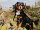 Cavalier king Charles pour saillie
