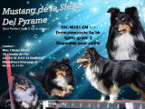 Berger des Shetland disponible pour saillie