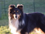 Berger des Shetland disponible pour saillie