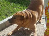 Camel, Shar-Peï de 7 ans à adopter (département 91)