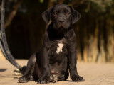 Chiot Cane Corso LOF à réserver