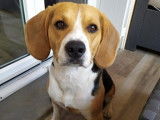 Propose jeune mâle Beagle LOF pour saillie.