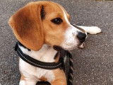 Propose jeune mâle Beagle LOF pour saillie.