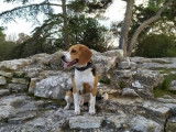 Propose jeune mâle Beagle LOF pour saillie.