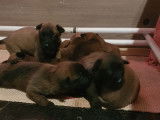 Berger Belge Malinois à réserver
