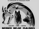 Berger Belge Malinois à réserver