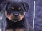 A réserver : chiots Rottweiler LOF