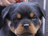 A réserver : chiots Rottweiler LOF