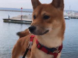 De type Shiba Inu disponible pour saillie