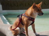 De type Shiba Inu disponible pour saillie