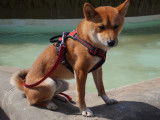 De type Shiba Inu disponible pour saillie