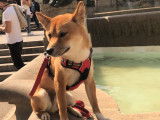 De type Shiba Inu disponible pour saillie